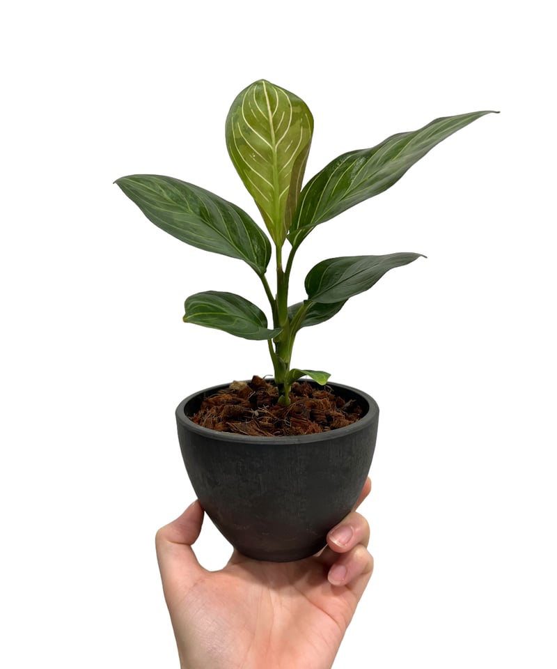 アグラオネマ ブラック リップスティック「Aglaonema Black Lipstick」7