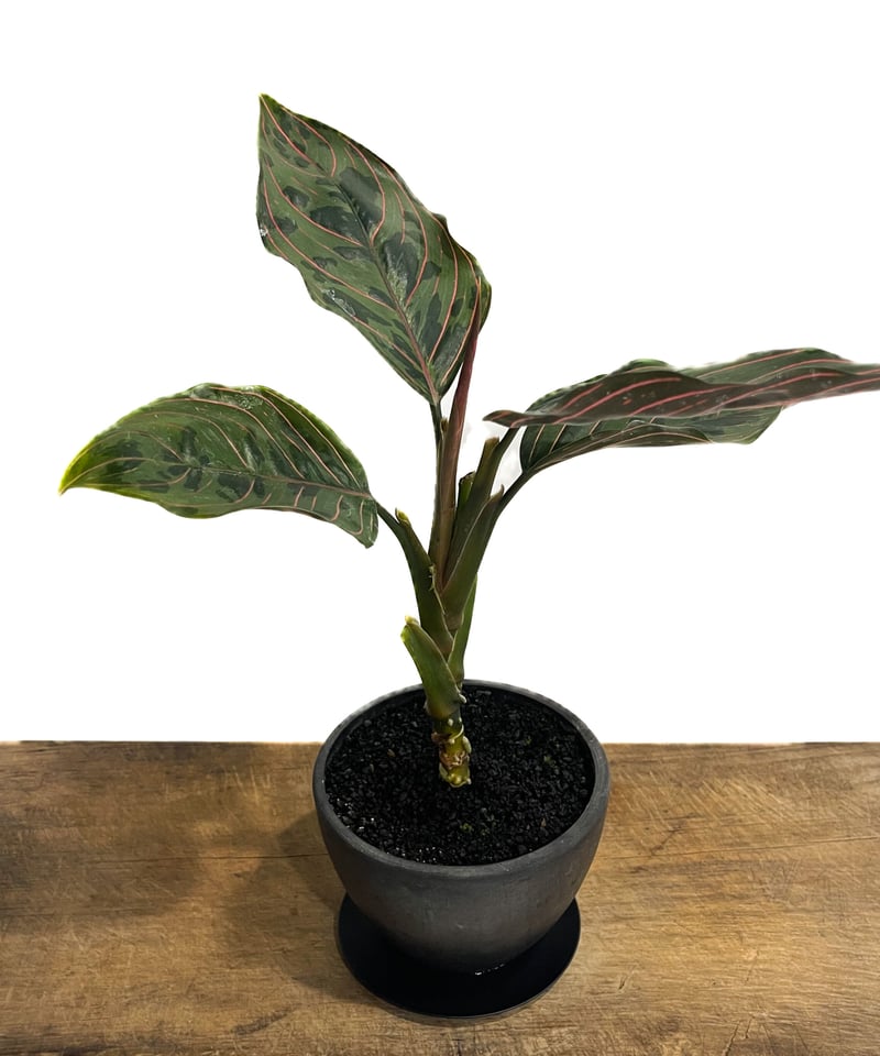 アグラオネマ レッドアーミー「Aglaonema Red Army」7/26-196@ | S