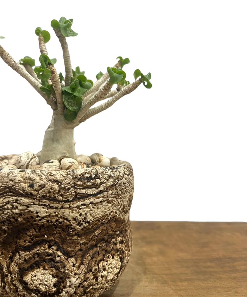 アデニウム D.H.A (獅子葉) スモールリーフ + plantsmonsters