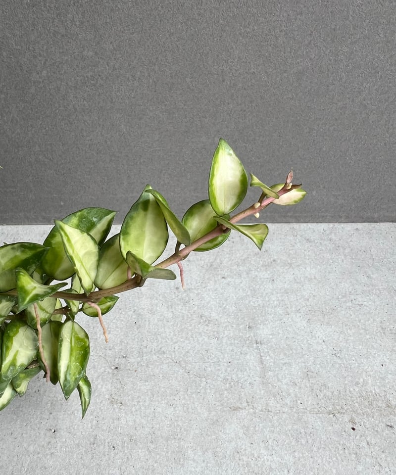 No.3＊Hoya ＊ ホヤ ＊ ラクノーサ ＊ lacunosa Bruno ホヤ ラクノサ ブルーノ 「Hoya Lacunosa Bruno」72S | SHOUCHI