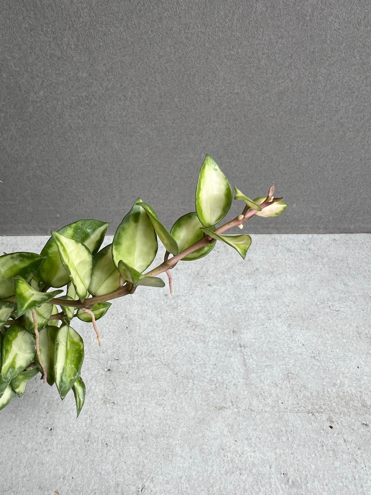 No.3＊Hoya ＊ ホヤ ＊ ラクノーサ ＊ lacunosa Bruno Hoya Lacunosa Bruno ホヤ ラクノーサ ブルーノ 斑入り ホヤ植物