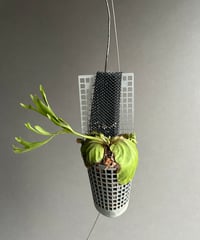 フィロデンドロン シャロニアエ 「Philodendron sharoniae」11J | S