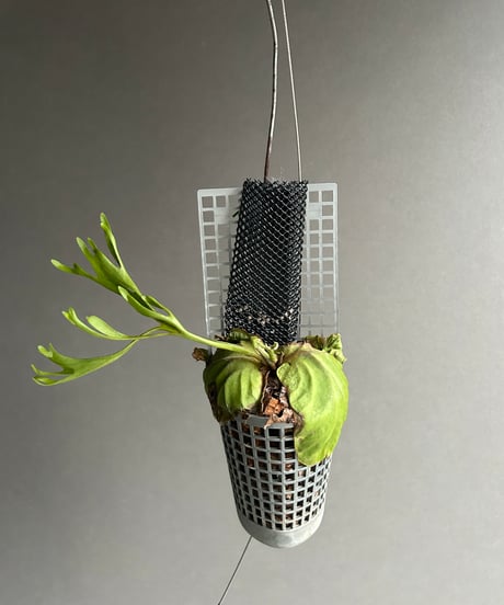 ビカクシダ　スペランツァ/Speranza ビカクシダ スペランツァ/Speranza 【公式通販】