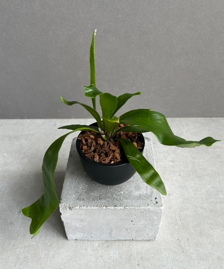 ヒ*リ様 ビカクシダ　バクテリア　子株 楽天市場】(現品) ビカクシダ ウィリンキー 'バクテリア' (spore