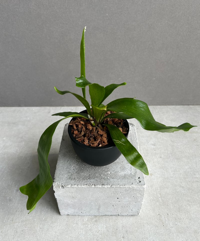 ビカクシダ　ghost ゴースト　子株 ビカクシダ ghost ゴースト 子株 - メルカリ