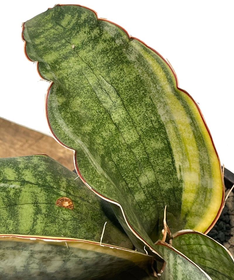 サンセベリア　ES849 サンセベリア ES.849 斑入「Sansevieria ES. 849 var.」 8/8
