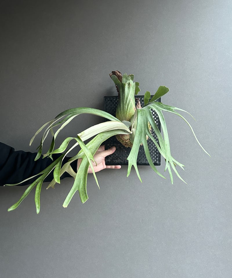 willinckii cv.Hydra ヒドラ　ウィリンキー　ビカクシダ c8022e0d4a2531c7c57d88eead3a33