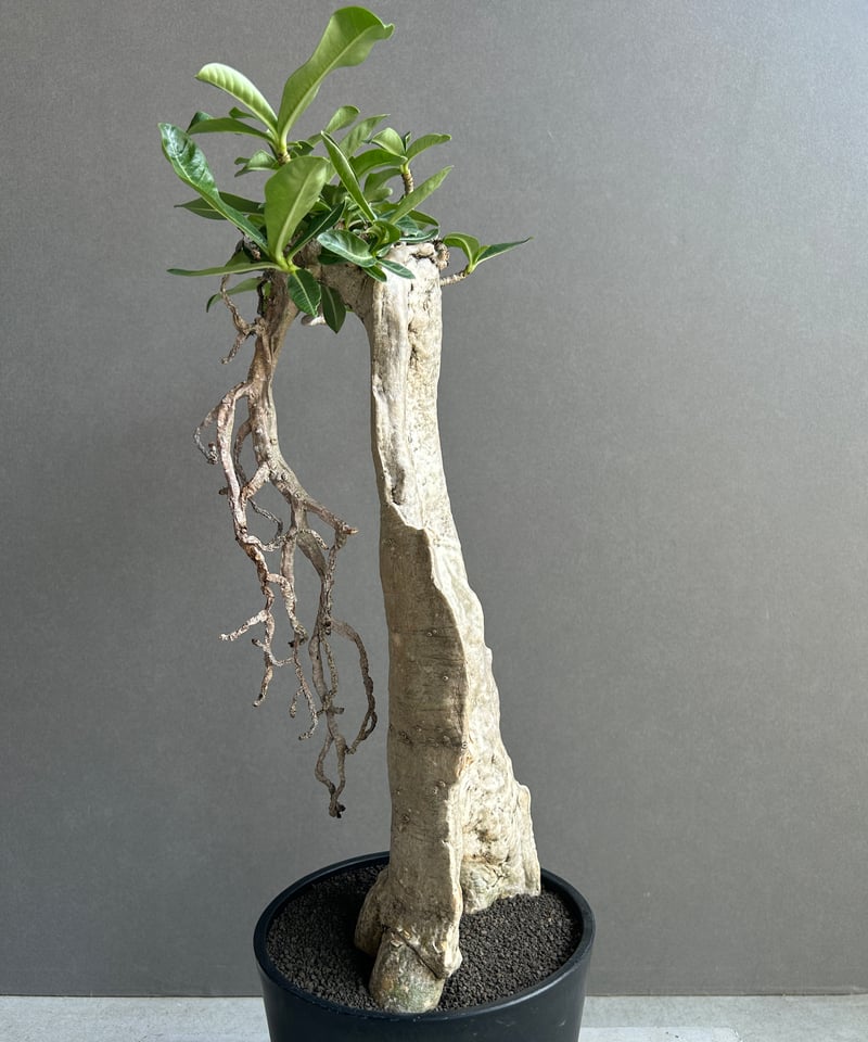 アデニウム タイ ソコトラナム “BONSAI” 「Adenium Thai socotran