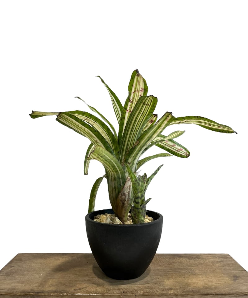 エクメア バート 斑入り「Aechmea Bert variegated」94F-4 | SH