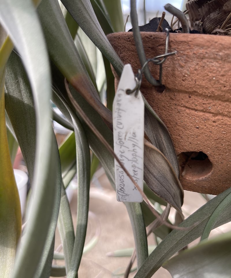 Tillandsia flexuosa Large Form var. vivipara X