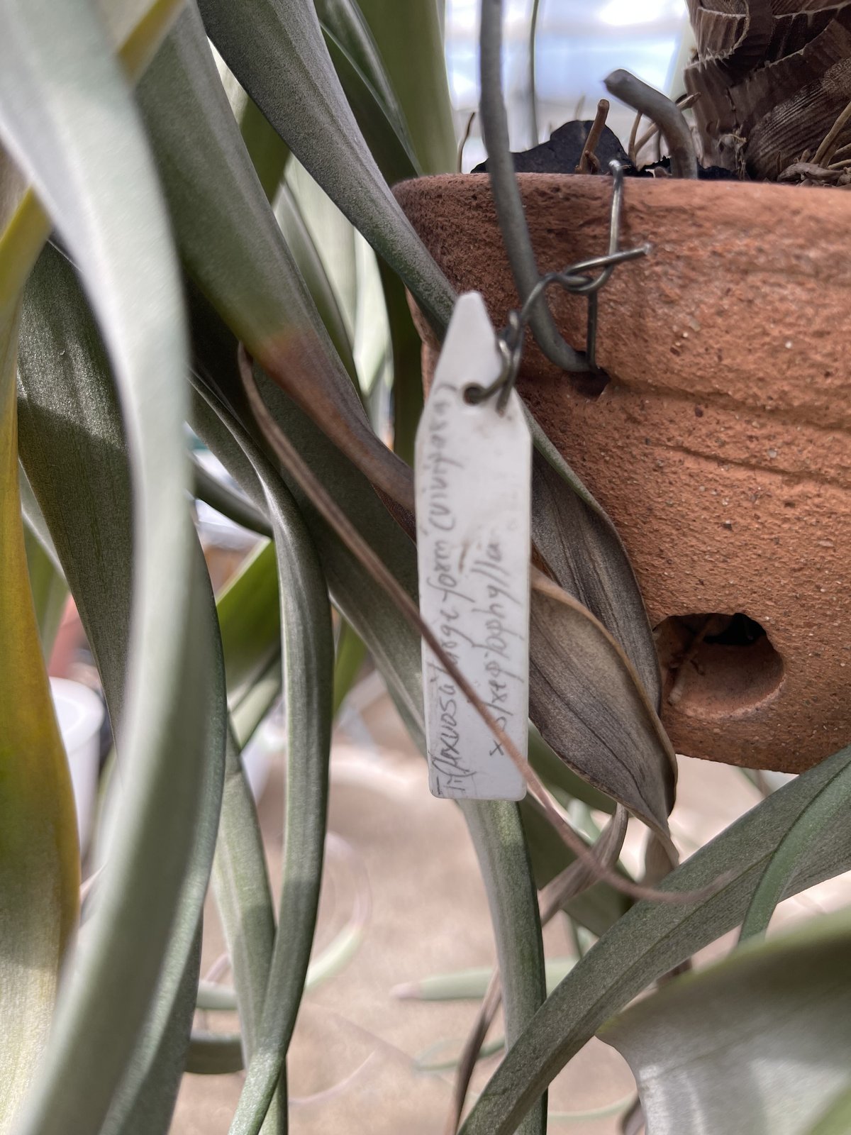 チランジア　フレクスオサ　ツイスト　ジャイアントフォーム Tropiflora 現品) チランジア フレクスオーサ ツイステッドフォーム (No