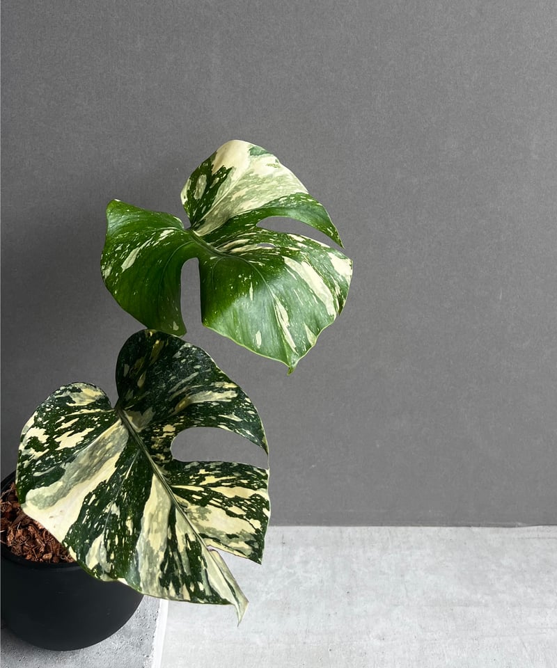 Monstera Deliciosa 'Cream Brulee' 3.5号