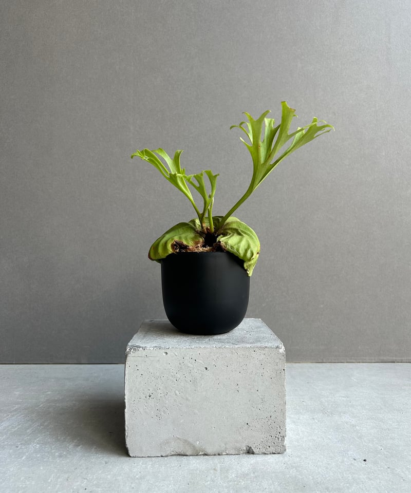 ビカクシダ リドレイ “パカラン”「Platycerium ridleyi “Pakarang