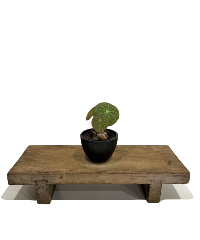 ＿*_様 極美株/塊根植物】ステファニア カウィーサキー　セレクト株　微発根 ステファニア カウィーサキー | STELLA.PLANTS
