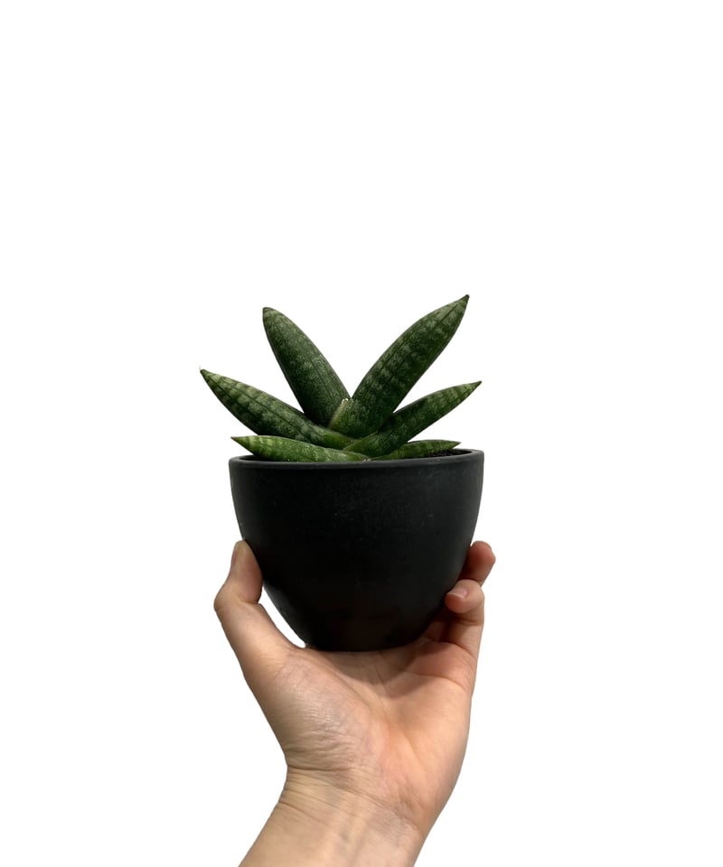 サンスベリア Sansevieria Mingmanee v B