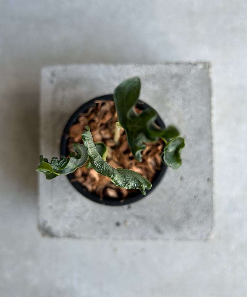 アロカシア ホーリー グレイル “ドワーフ”「Alocasia Holy Grail “ Dw