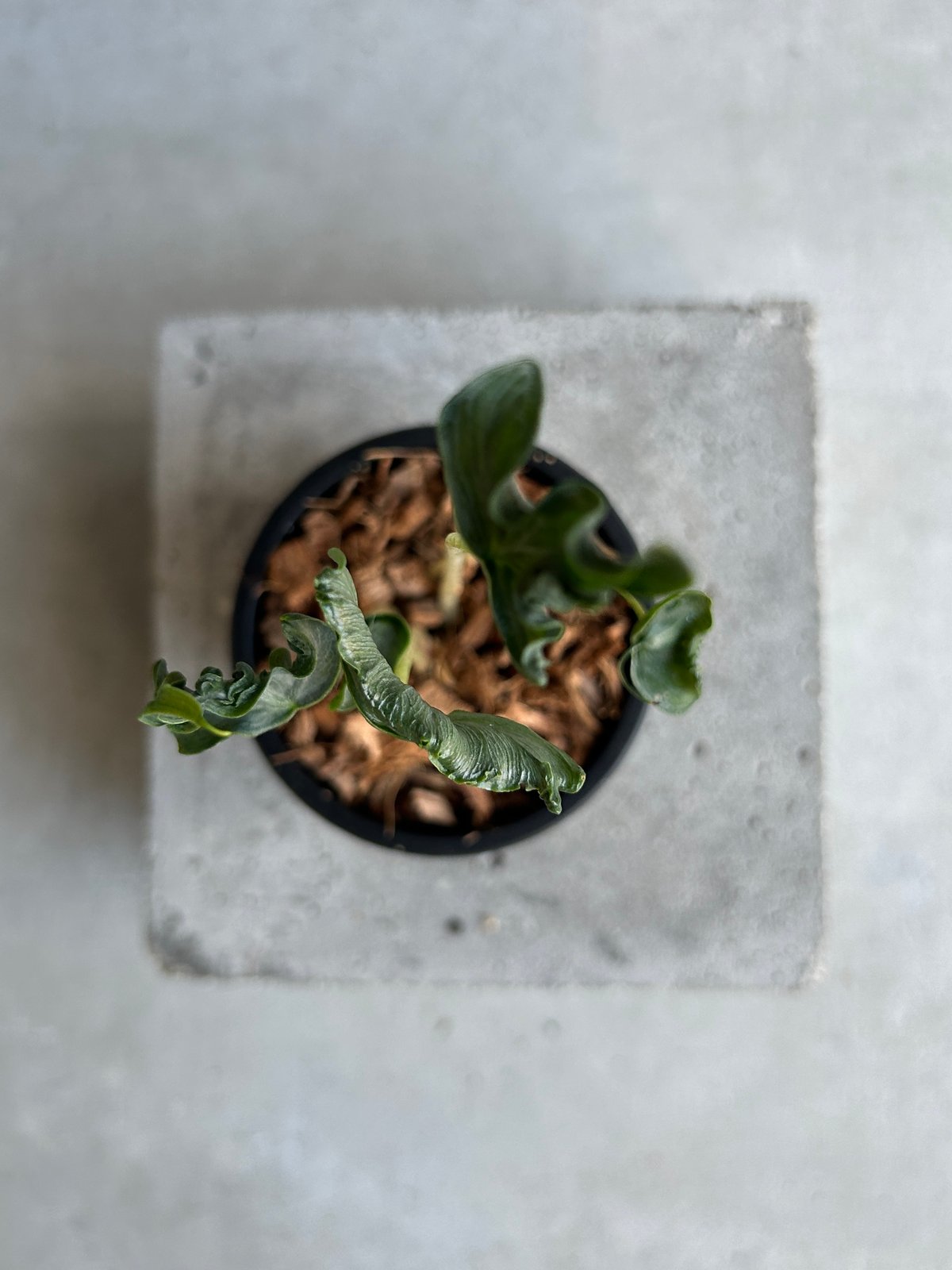 アロカシア ホーリー グレイル “ドワーフ”「Alocasia Holy Grail “ Dw