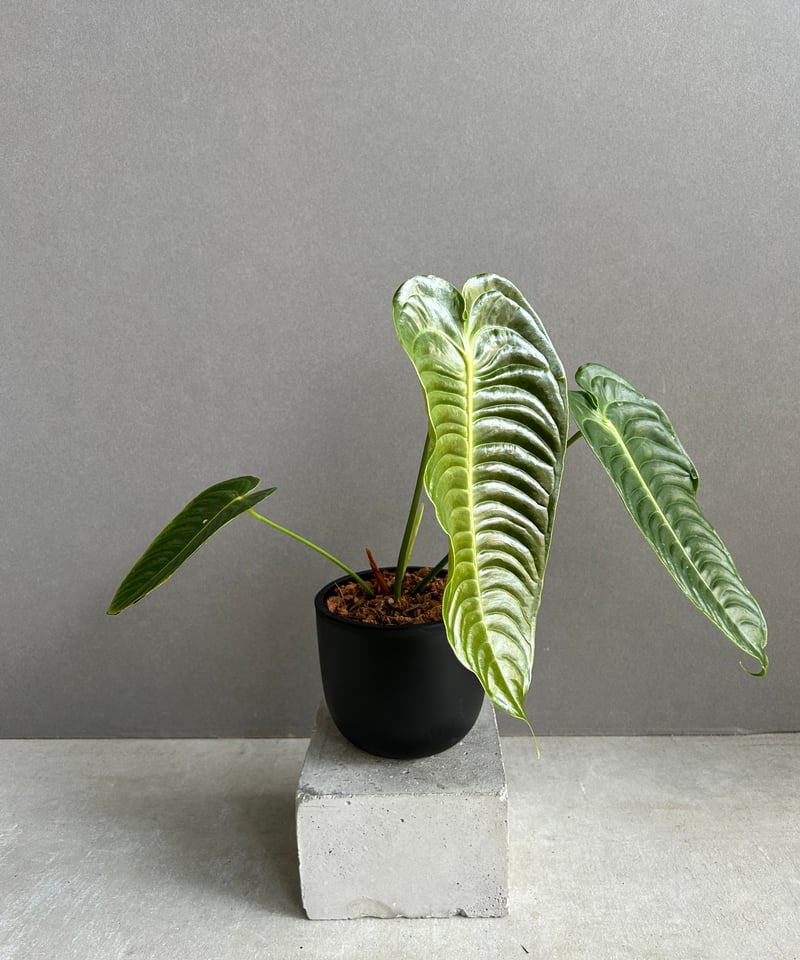 アンスリウム ベイチー 「Anthurium veitchii」74F | SHOUCHIKUEN