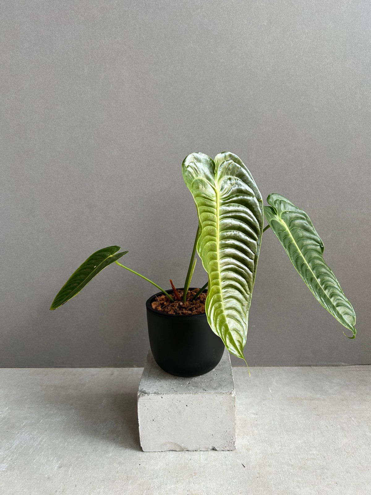 アンスリウム ベイチー 「Anthurium veitchii」74F | SHOUCHIKUEN