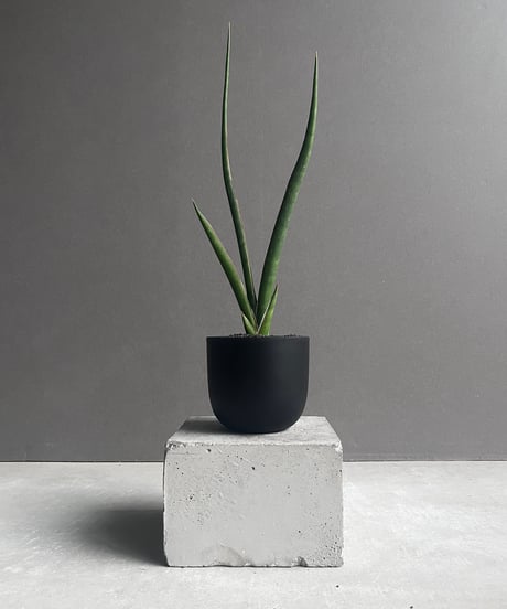 EMP サンセベリア チャニン / 親株 SA65 Yahoo!オークション -「サンセベリア チャニン」の落札相場・落札価格