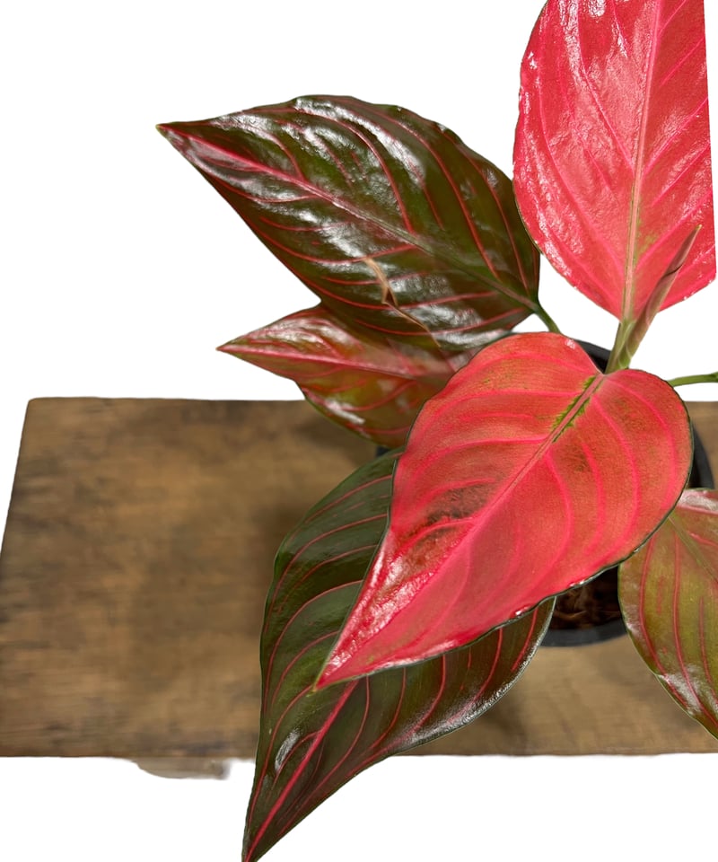 アグラオネマ レッド ベイン 「Aglaonema Red Vein」72U | SHOUCH アグラオネマ レッド ベイン 「Aglaonema Red Vein」72U | SHOUCH