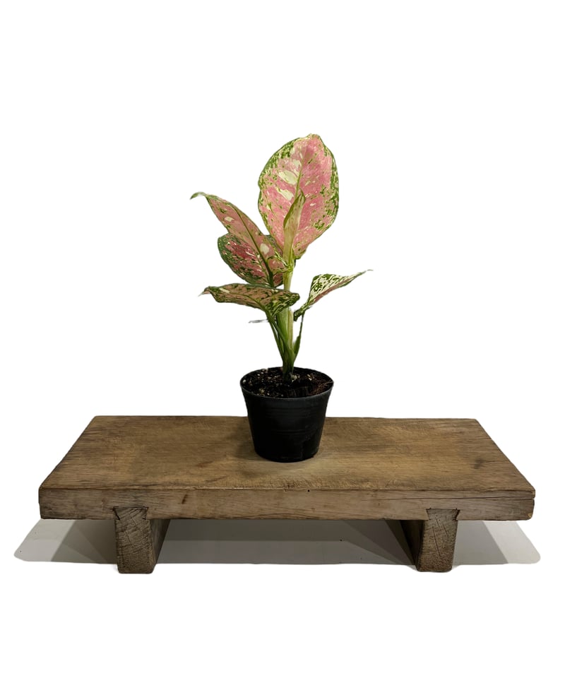 アグラオネマ アンヤマニー トリカ ラー 「Aglaonema Unyamanee Tri C