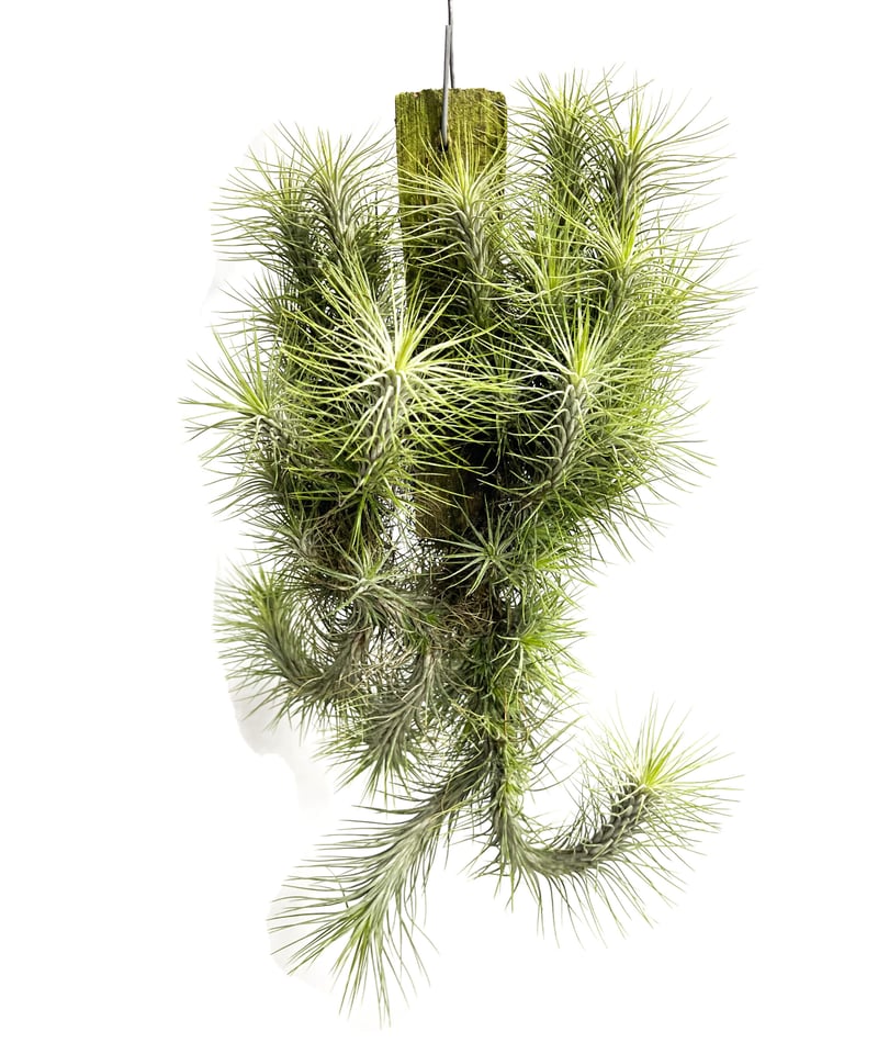 ギリエシークランプ　Tillandsia ギリエシークランプ Tillandsia ティランジア・バールマルクシー