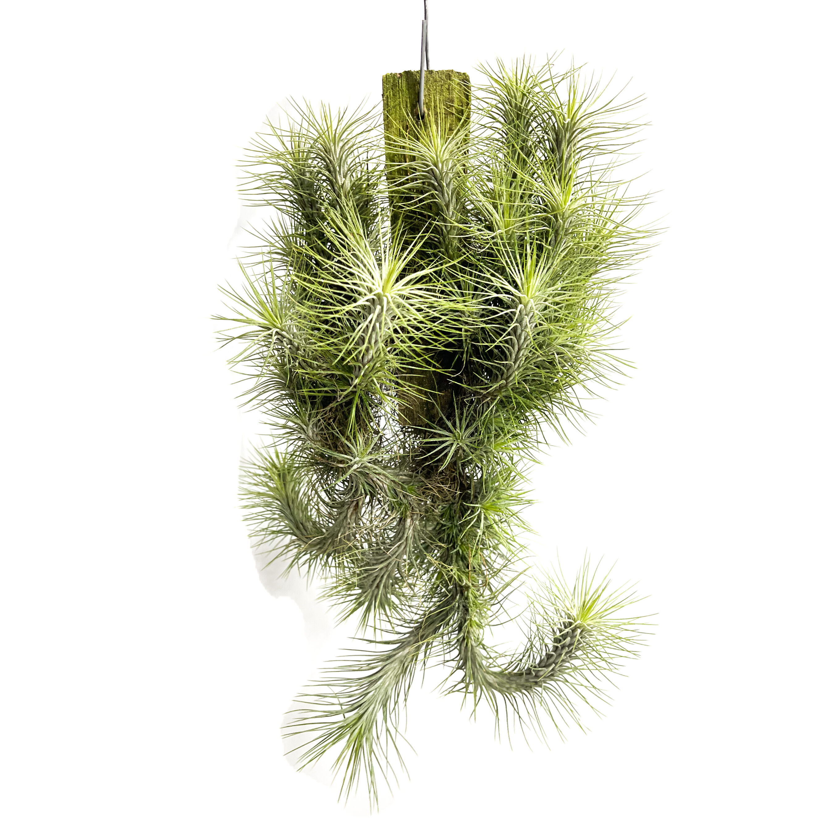 ティランジア フンキアナ クランプ ②「Tillandsia funckiana」12/9 |