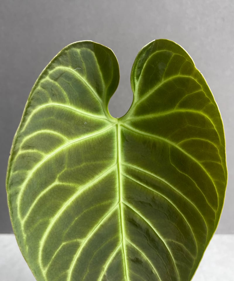 Anthurium regale アンスリウム レガレ アンスリウム レガレ(コロンビア/ペルー) 「Anthurium regale (Colomb