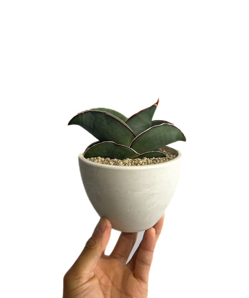 サンセベリア エーレンベルギー バナナ 「Sansevieria ehrenbergii Ba