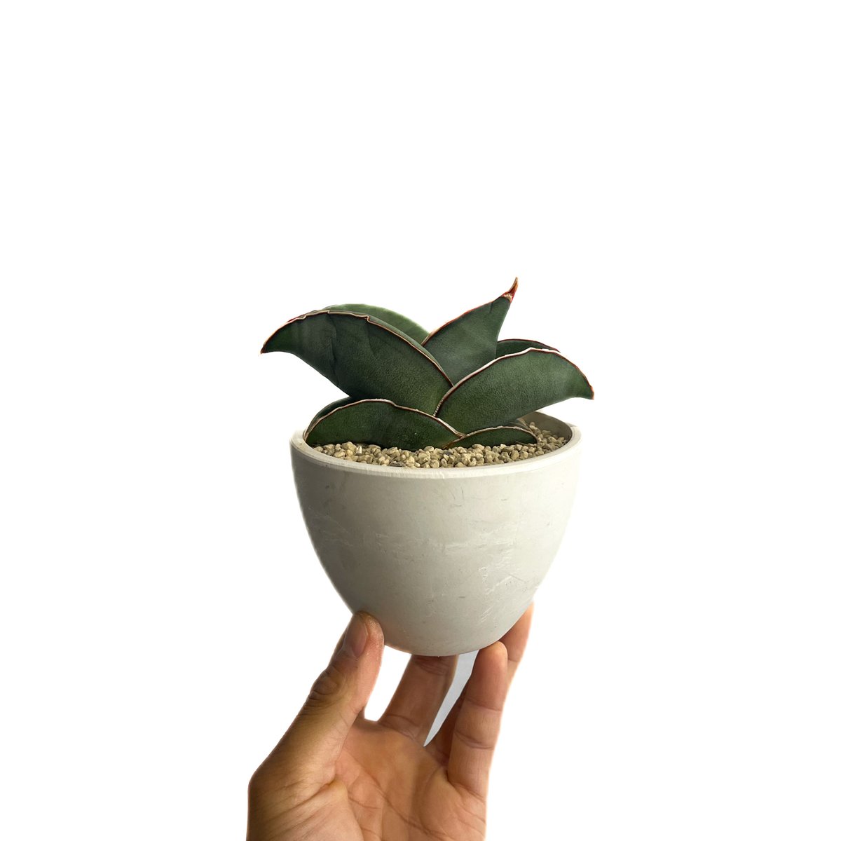 サンセベリア エーレンベルギー バナナ 「Sansevieria ehrenbergii Ba