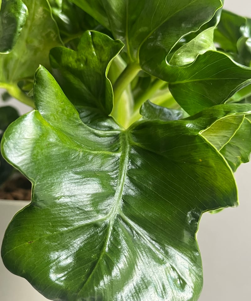 フィロデンドロン セローム 