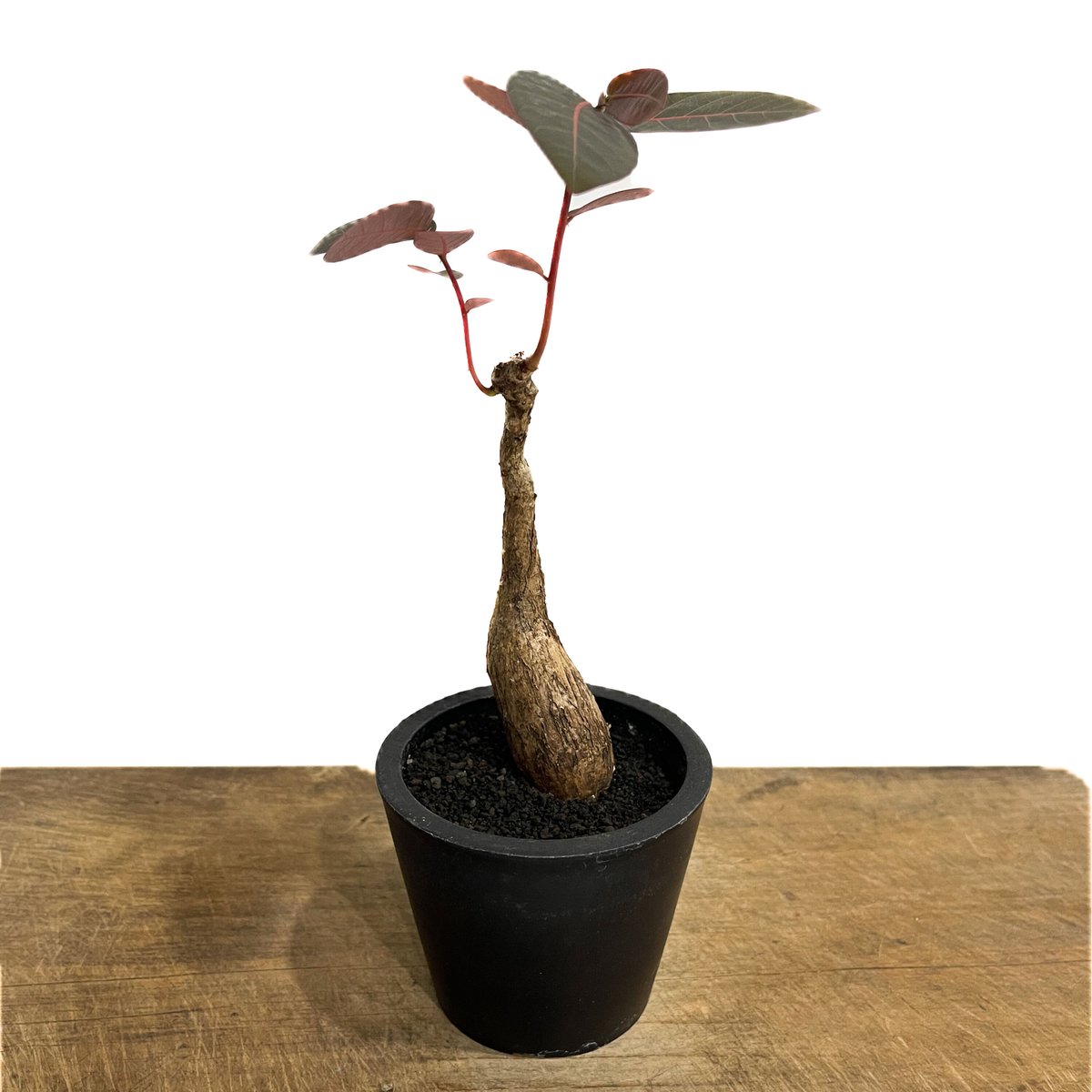 フィランサス ミラビリス「Phyllanthus mirabilis」7/6-953 | SH