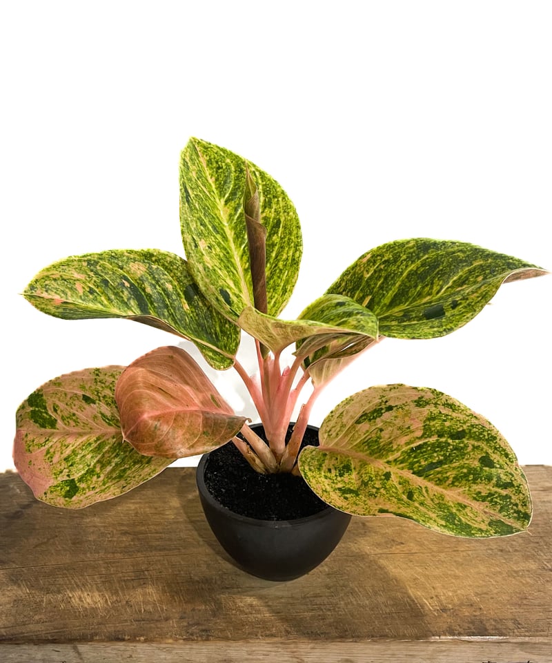 アグラオネマ sp.「Aglaonema sp. (Takeoka's Select)」8/3
