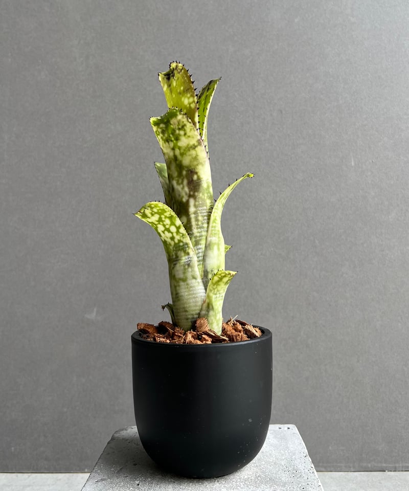 ブロメリア・エアープランツ Billbergia Lime Stone ブロメリア・エアープランツ Billbergia Lime Stone Billbergia
