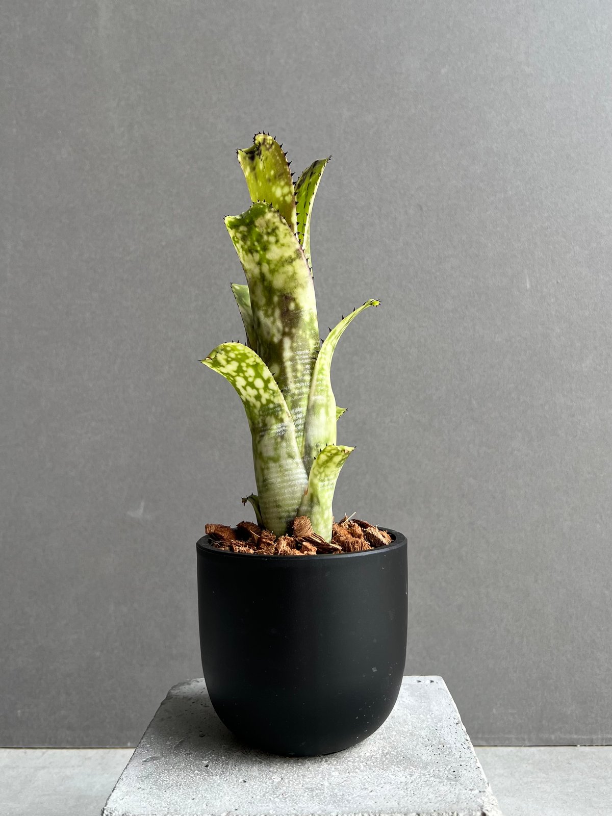 ビルベルギア ライム ストーン 「Billbergia Limestone」2D