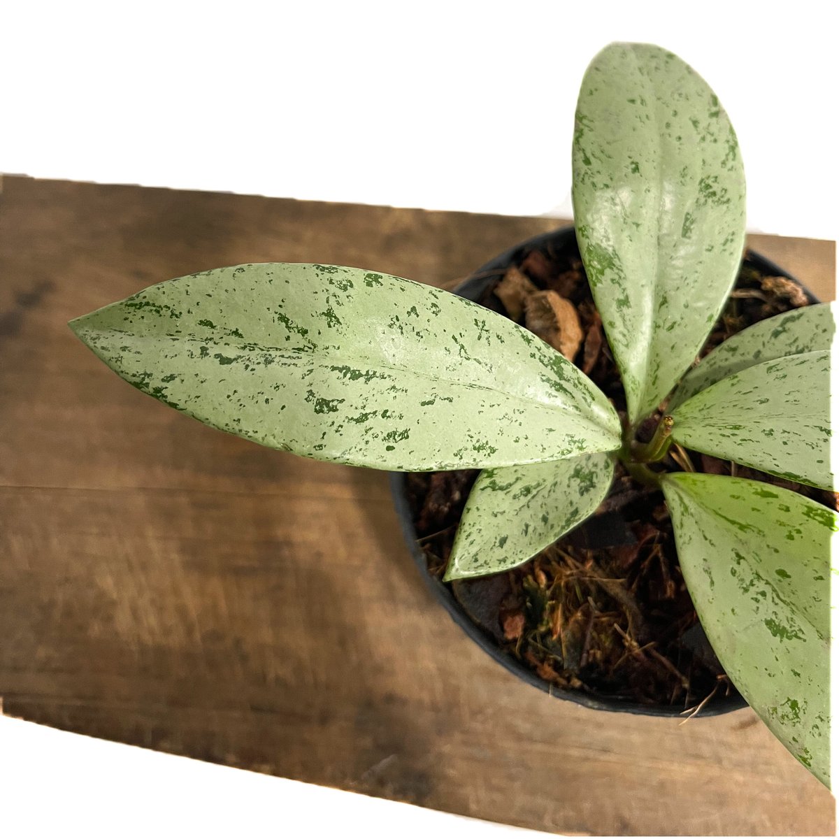 ホヤ プビカリクス シルバー ゴースト 「Hoya pubicalyx Silver ホヤ プビカリクス シルバー ゴースト 「Hoya pubicalyx Silver