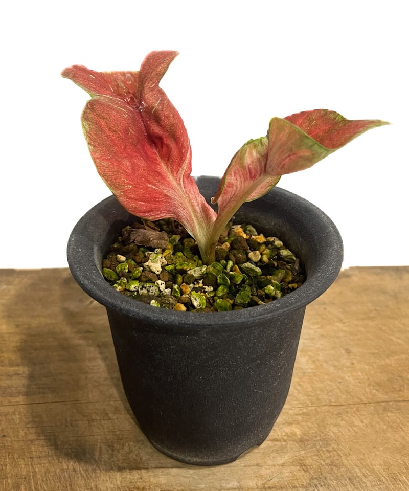 カラジウム ポンマニー「Caladium Pon Manee」6/25-855 | SHOUC