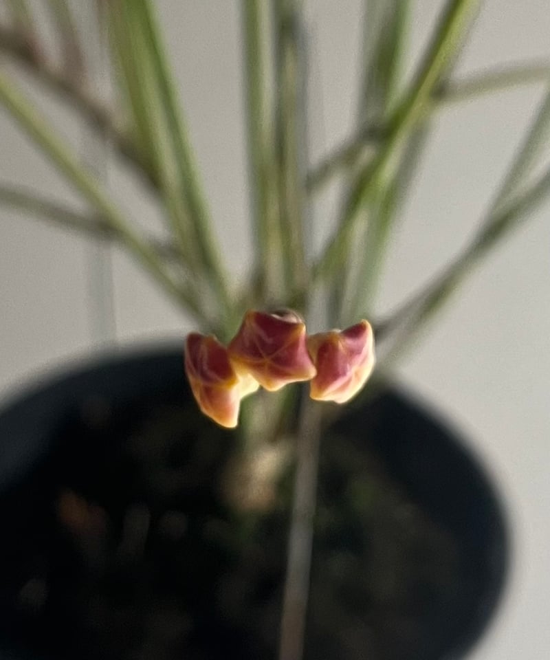 ホヤ スパルティオイデス ビック フラワー 「Hoya spartioides