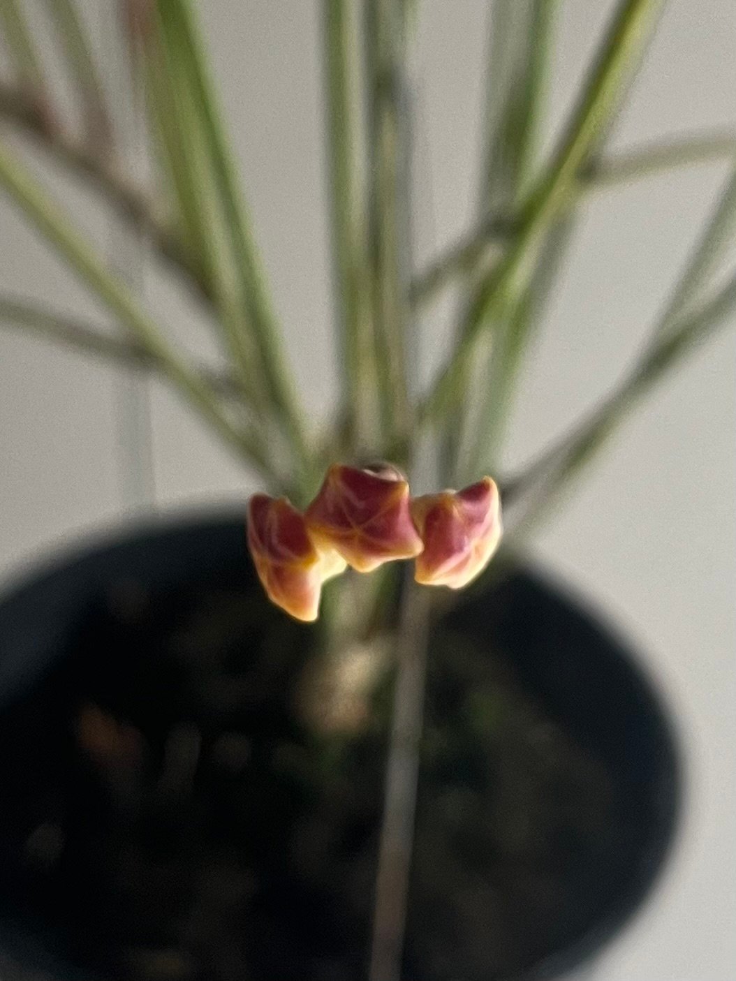 ホヤ 　大株 ホヤ 大株 ホヤ 大株