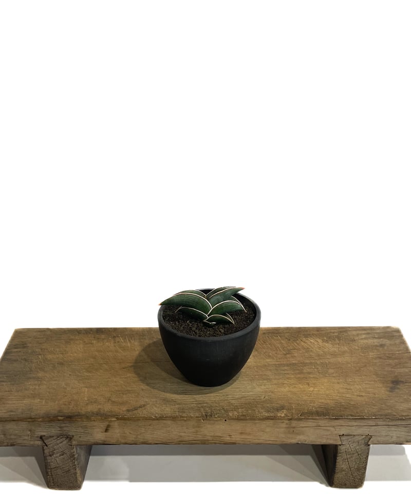 サンスベリア ロリダ 斑入Sansevieria Rorida Ver サンセベリア ロリダ 斑入り「Sansevieria rorida Var.」6/14-771