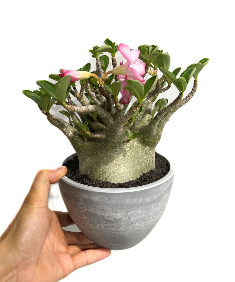 アデニウム ドワーフ　中型 アデニウム アラビカム ドワーフ タイプ「Adenium arabicum dwarf ty