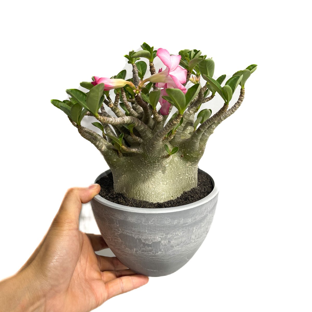 アデニウム アラビカム ドワーフ 6寸 g66 アデニウム ドワーフ ブラックスキン 塊根植物 コーデックス