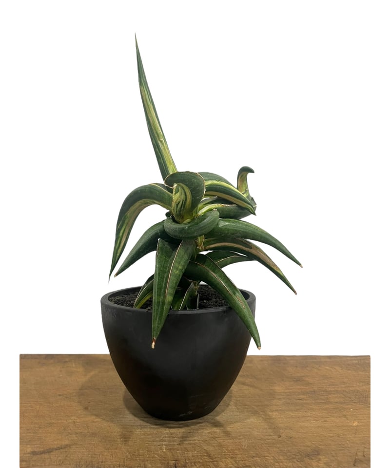 サンセベリア キトンガ 斑入 “変異種” 「Sansevieria kitonga Varie