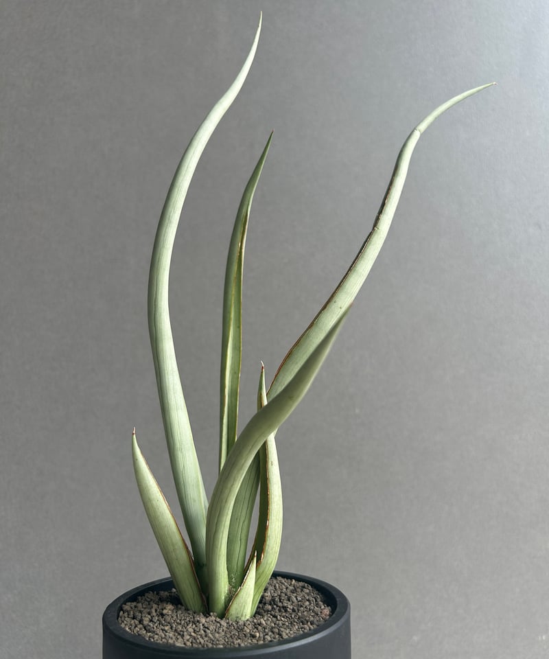 サンセベリア シルバー スパイラル「Sansevieria Silver Spiral (f