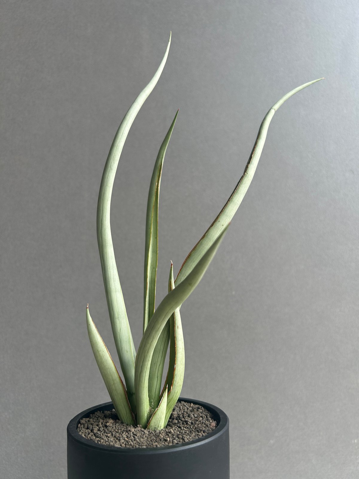 サンセベリア シルバー スパイラル「Sansevieria Silver Spiral (f