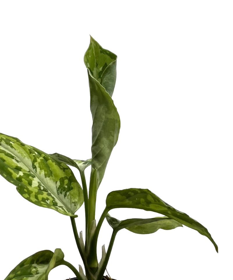 アグラオネマ ピクタム トリカラー「Aglaonema pictum tricolor」52J