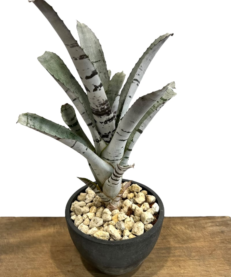 エクメア チャンティニー 実生 「Aechmea chantinii seedling 」53