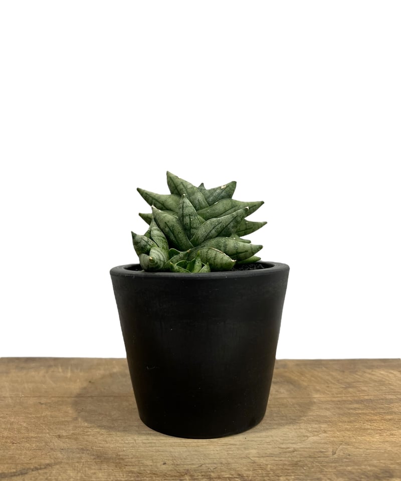 a0 レア サンスベリア ミニボンセル バリエガータ Sansevieria a0 レア サンスベリア ミニボンセル バリエガータ Sansevieria - メルカリ