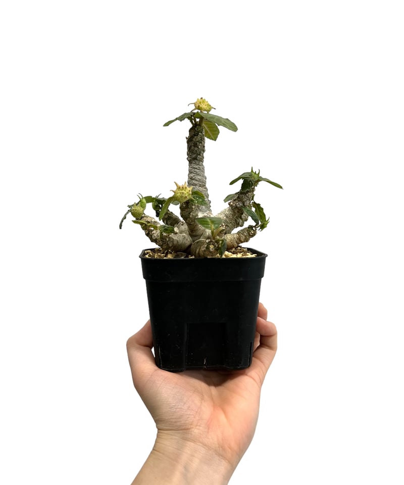 ドルステニア フォエチダ “多頭タイプ”「 Dorstenia foetida」19I | S